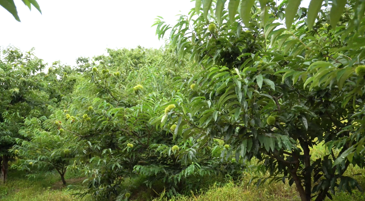4K丹东板栗种植大面积果园穿梭镜头视频的预览图