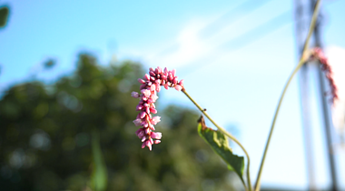 4K唯美阳光下乡村野花植物温暖治愈意境空镜头视频的预览图