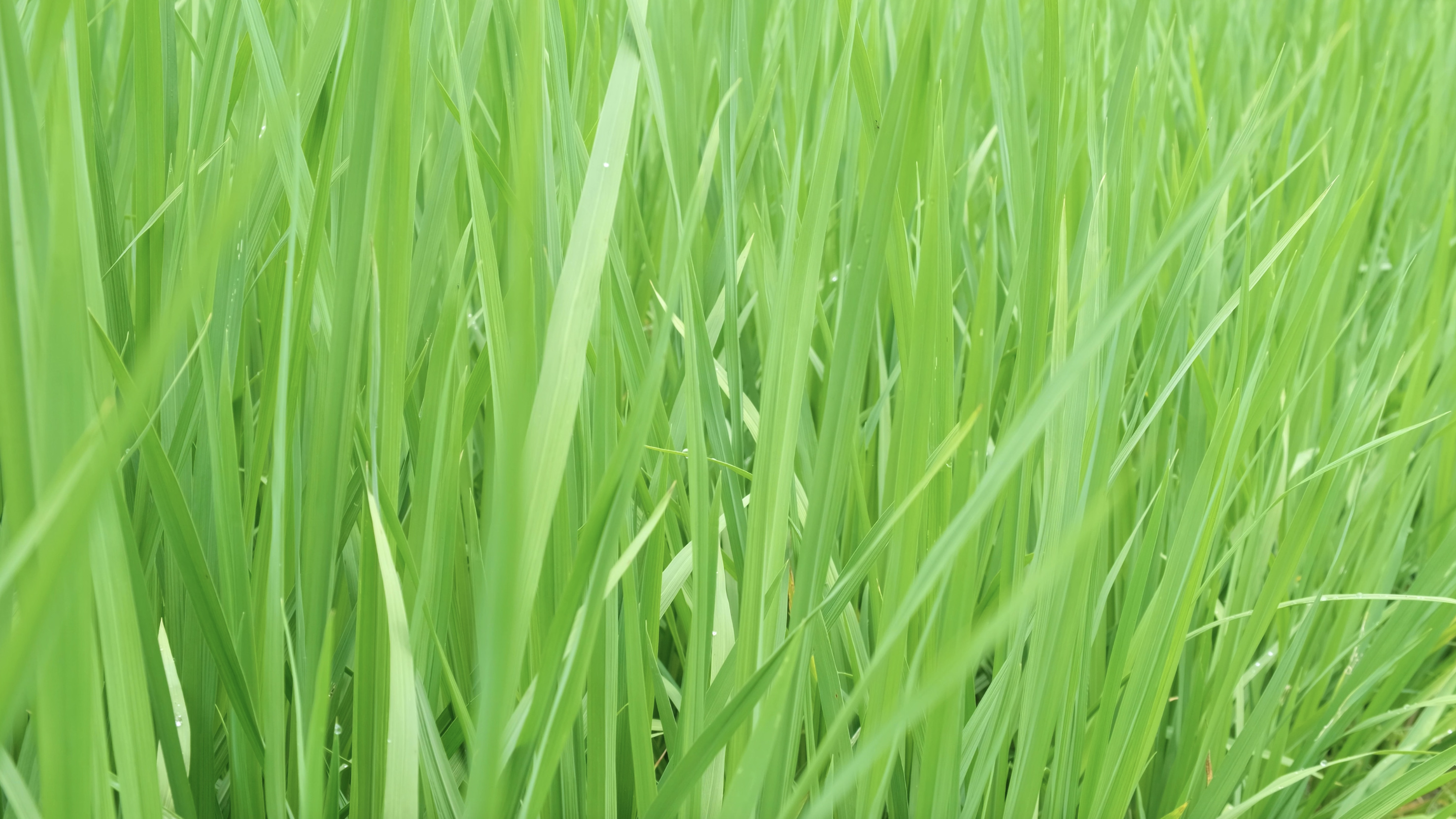 4k实拍农田里绿色水稻稻苗特写视频的预览图