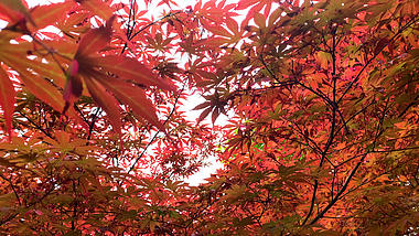 4k实拍秋天红色枫林枫叶自然风景视频的预览图