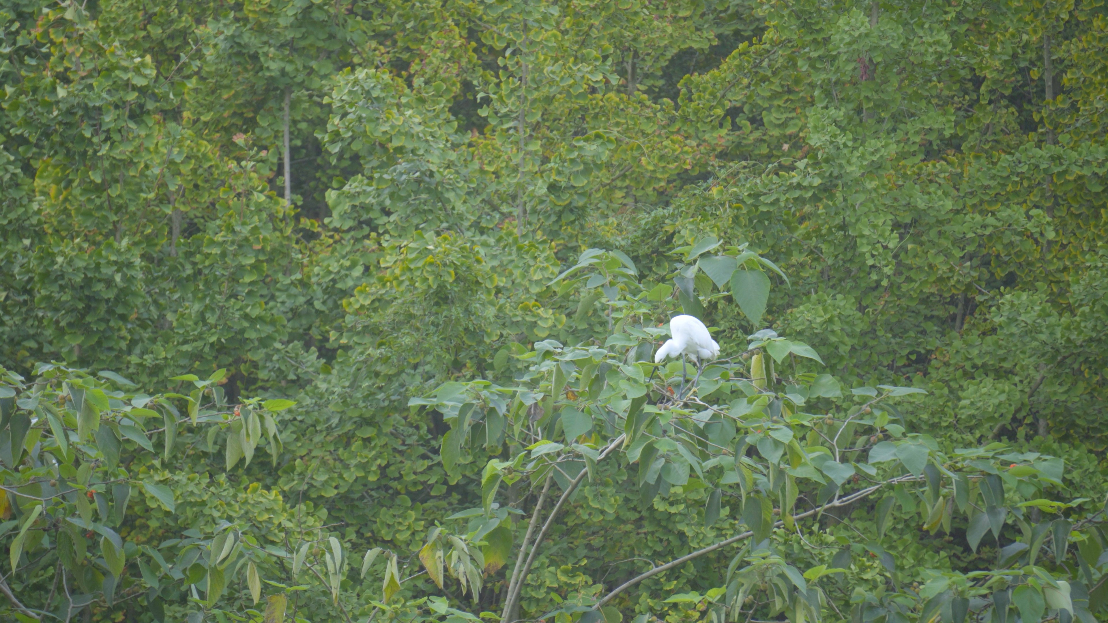 4K实拍白鹤在枝头上停歇视频素材视频的预览图