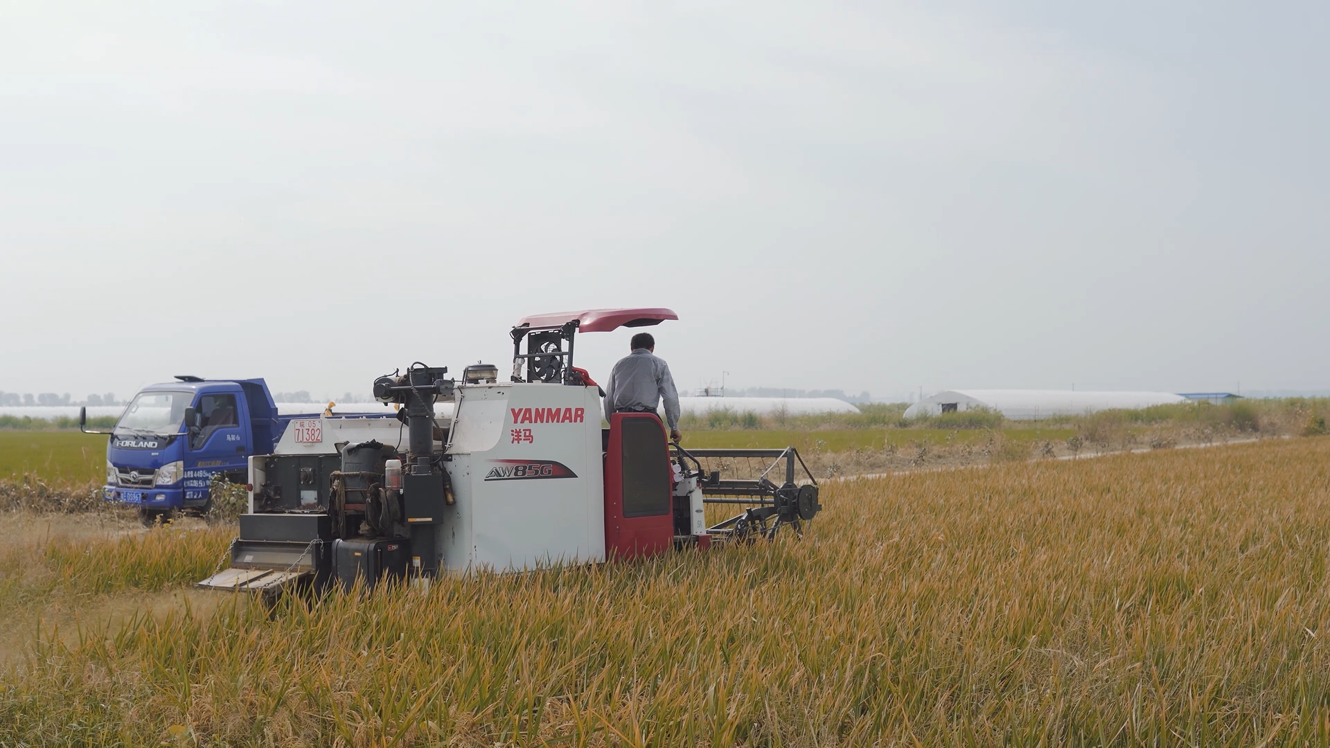 4k实拍秋天农民收割麦穗稻谷农业劳作视频的预览图