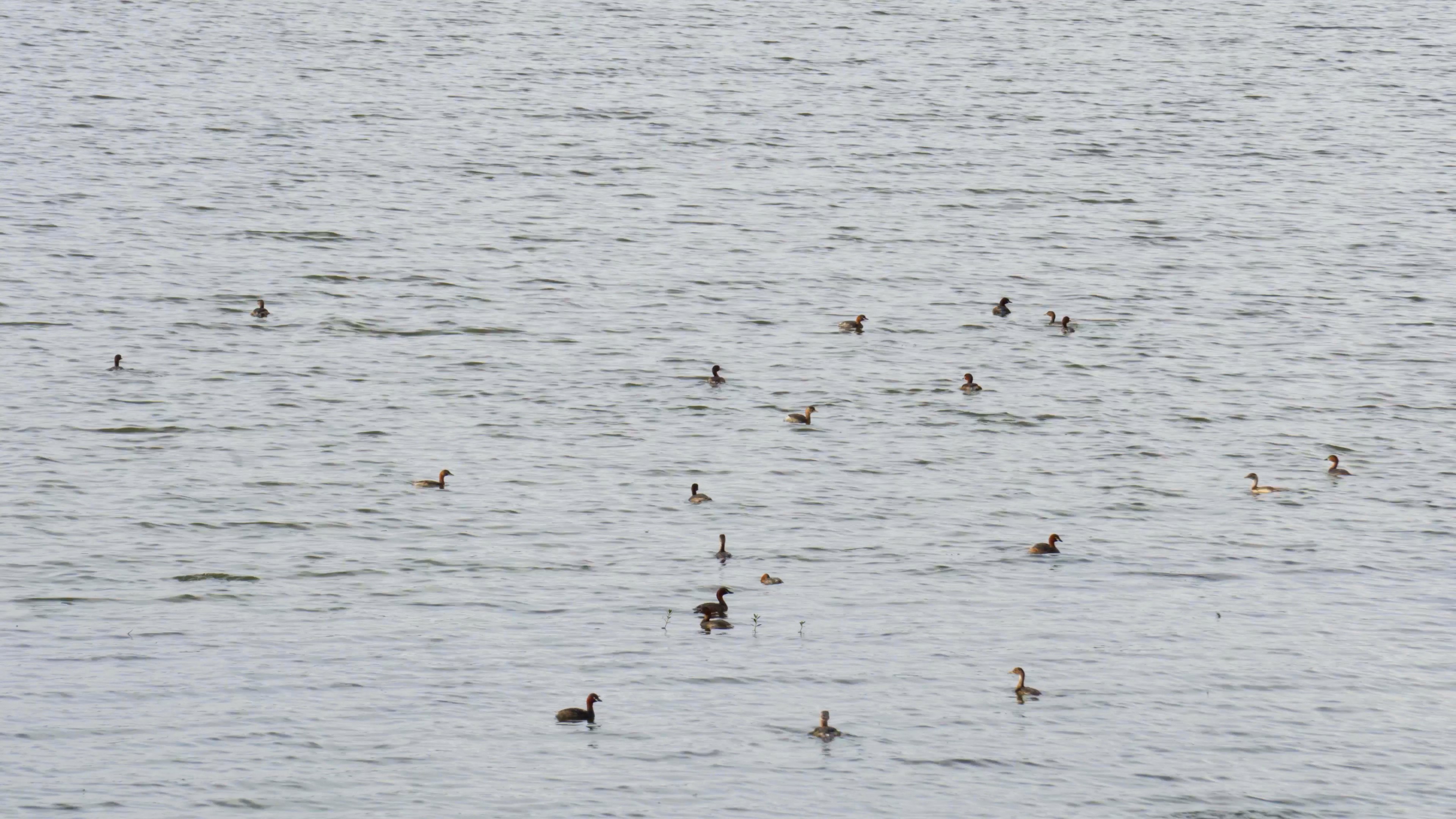 4K实拍湖面上嬉戏的水鸭子视频素材视频的预览图