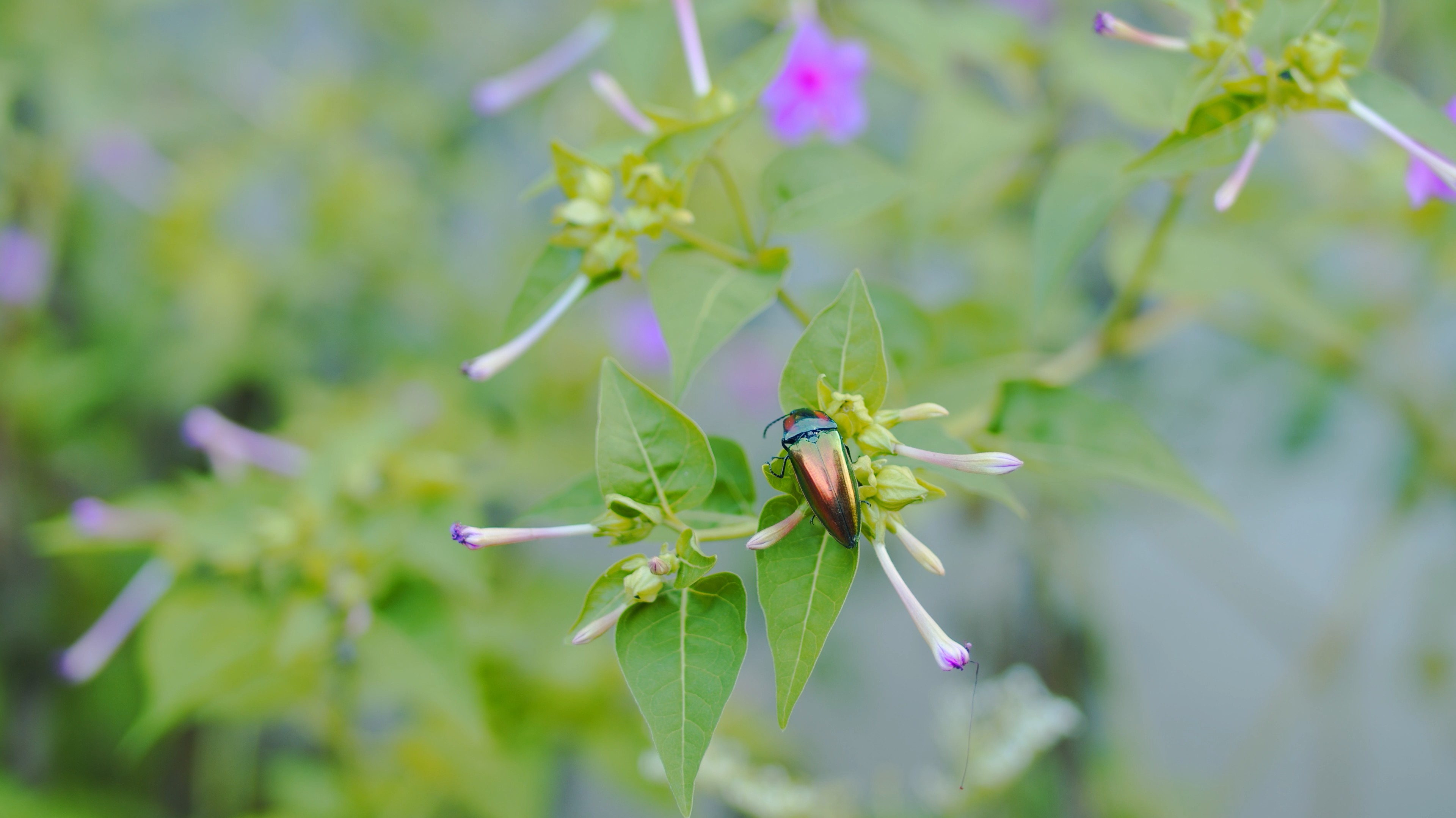 4K实拍昆虫在花朵上采花视频素材视频的预览图