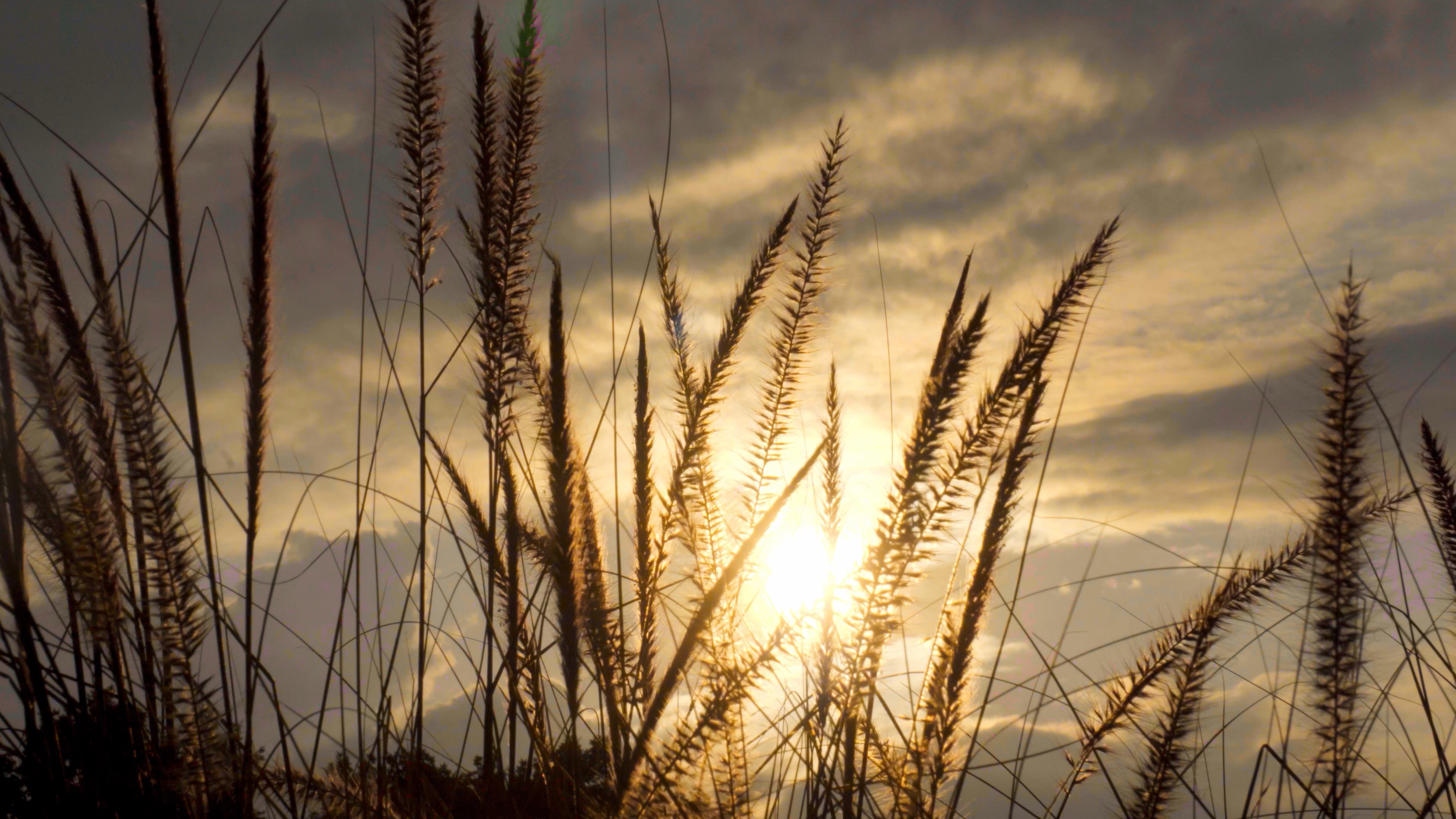 4K实拍唯美夕阳下的野草芦苇狗尾巴植物视频素材视频的预览图