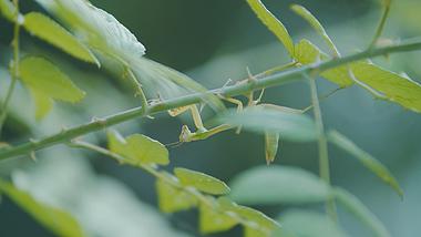 4K实拍螳螂在树枝上大自然风景视频素材视频的预览图