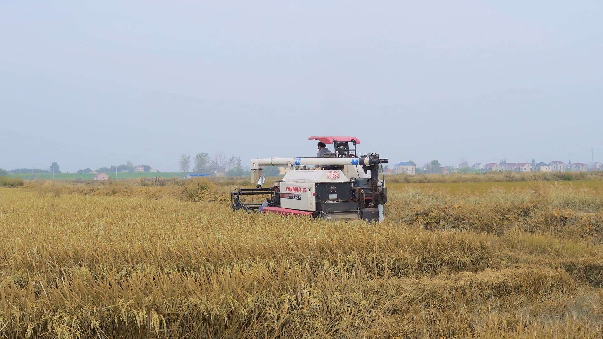 4k实拍农民秋天收割稻谷丰收季视频的预览图