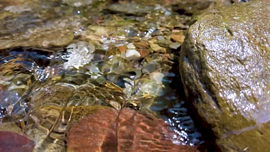 1080P升格拍摄清澈见底的溪水泉水视频的预览图