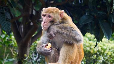 4k拍摄贵阳黔灵山动物园猴子吃苹果升格视频的预览图