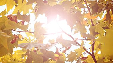 4K拍摄秋天枫叶阳光透过枫叶逆光意境视频的预览图