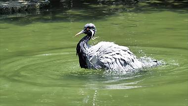 4K拍摄动物园水池中蓑羽鹤游水洗澡升格视频的预览图