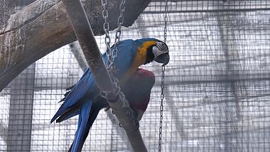 4K拍摄动物园金刚鹦鹉蓝鹦鹉红鹦鹉升格视频的预览图