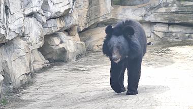 4K拍摄黔灵公园动物园大黑熊升格视频的预览图