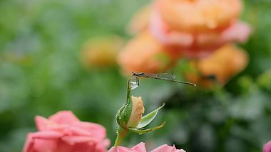 4k植物上的小蜻蜓实拍自然昆虫自然风景视频的预览图