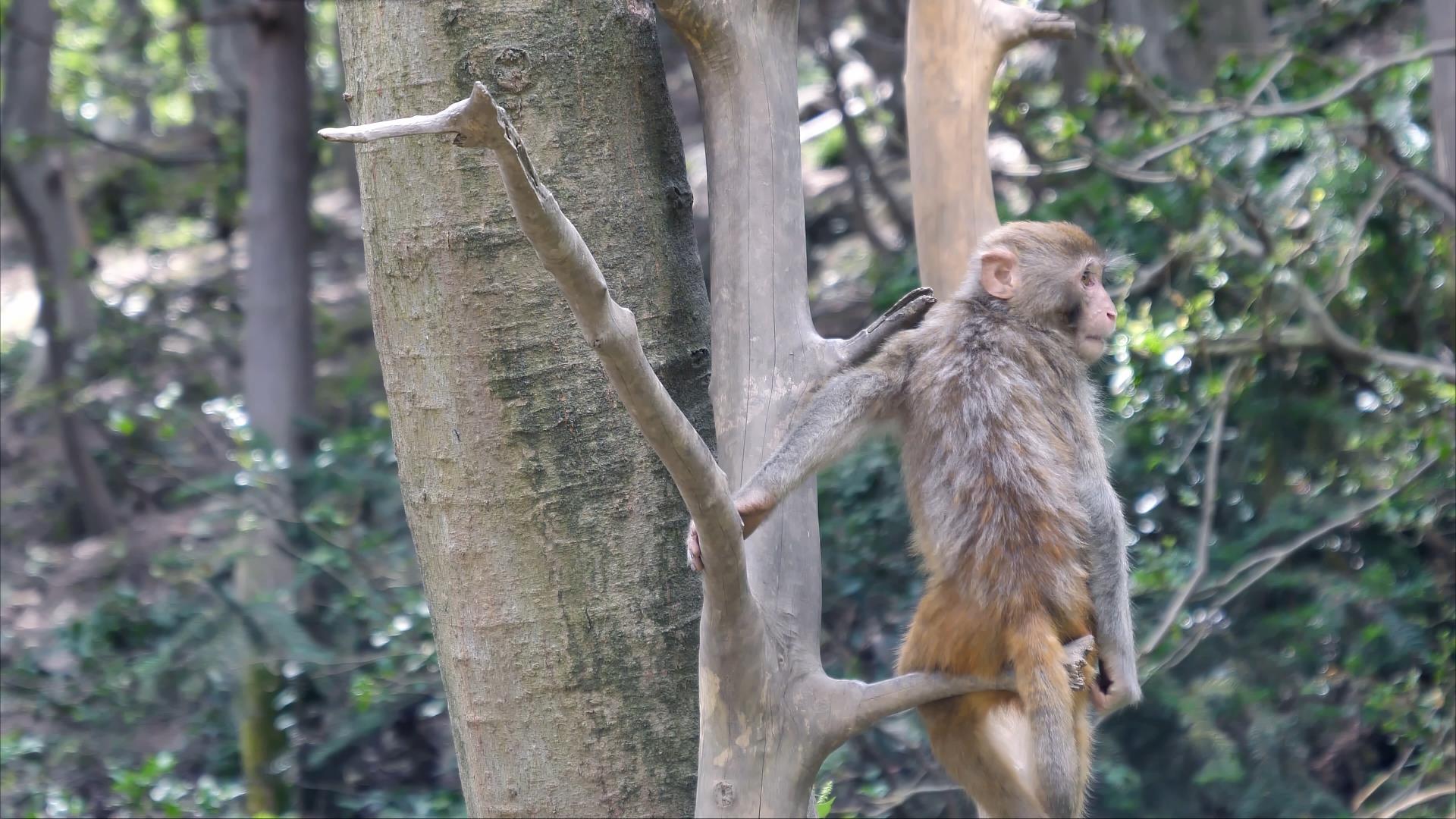 4K拍摄贵阳黔灵山小猴子爬树猴宝宝升格视频的预览图