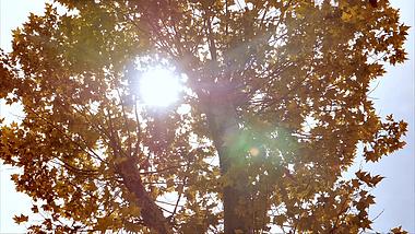 4k拍摄秋天枫树阳光透过枫叶逆光意境视频的预览图