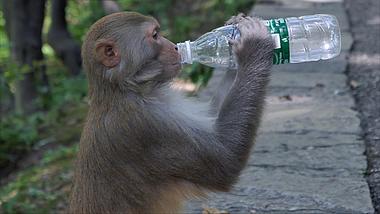 4K拍摄动物园猴子喝水矿泉水升格视频的预览图