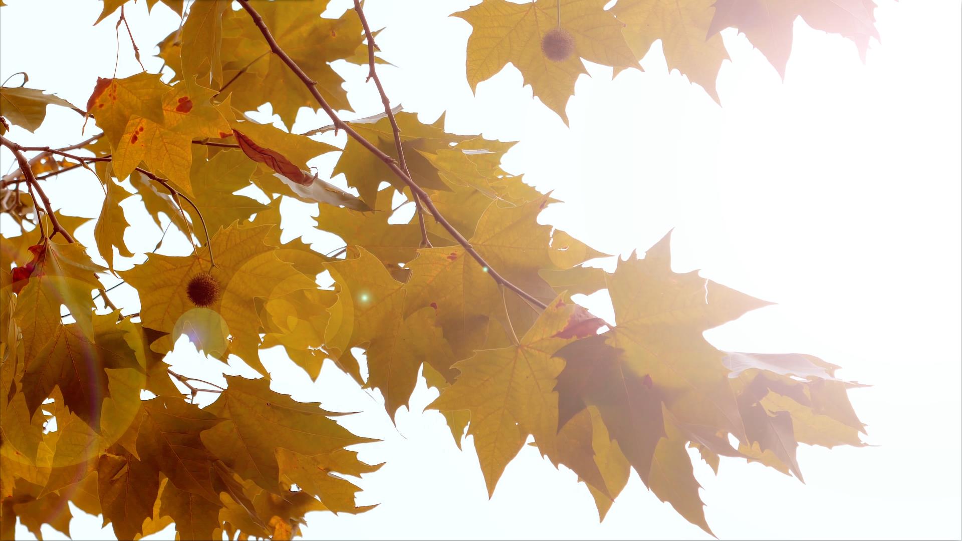 4K拍摄秋天金色枫叶逆光意境视频的预览图