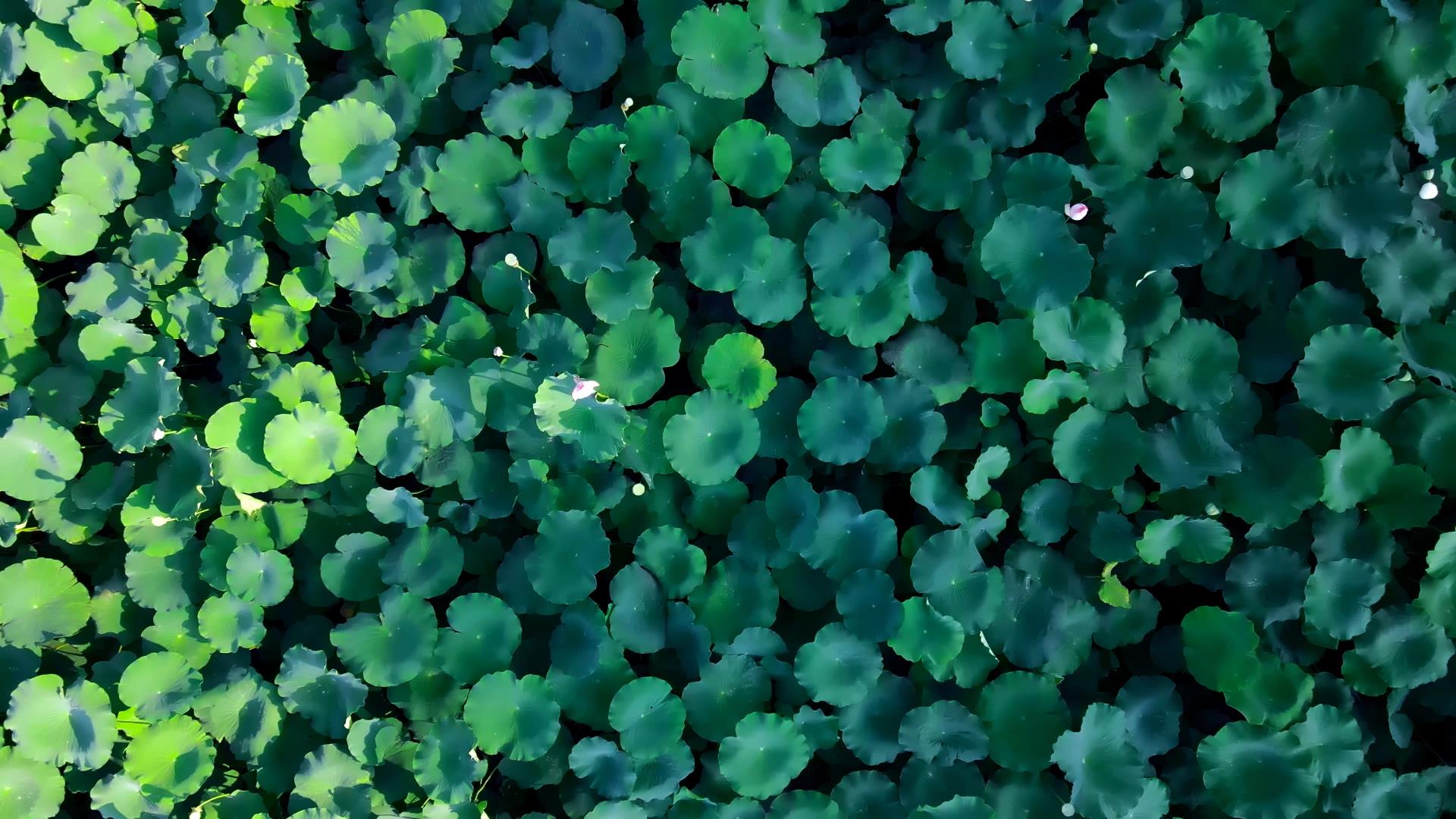 4K垂直俯拍荷花池绿色荷叶视频的预览图