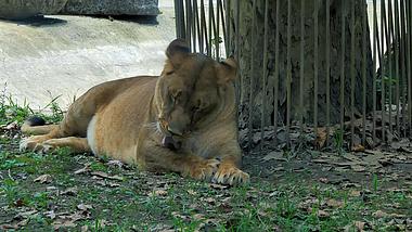 4K拍摄贵阳动物园大狮子雌狮升格视频的预览图