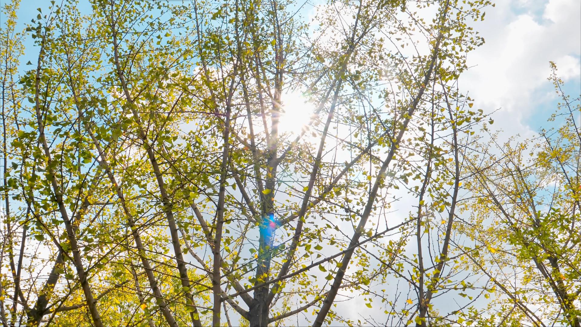 4K拍摄阳光透过银杏树逆光意境视频的预览图
