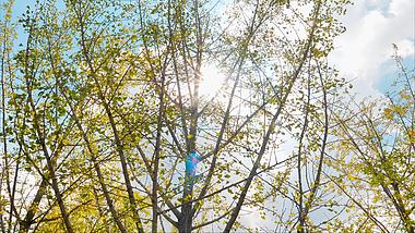 4K拍摄阳光透过银杏树逆光意境视频的预览图