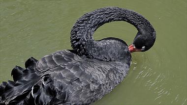 4K拍摄河动物园池中黑天鹅孤独的黑天鹅视频的预览图