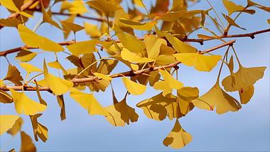 4K拍摄秋天金黄色银杏叶自然风景升格视频的预览图