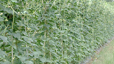 4k菜园农作物有机蔬菜豆角种植视频的预览图
