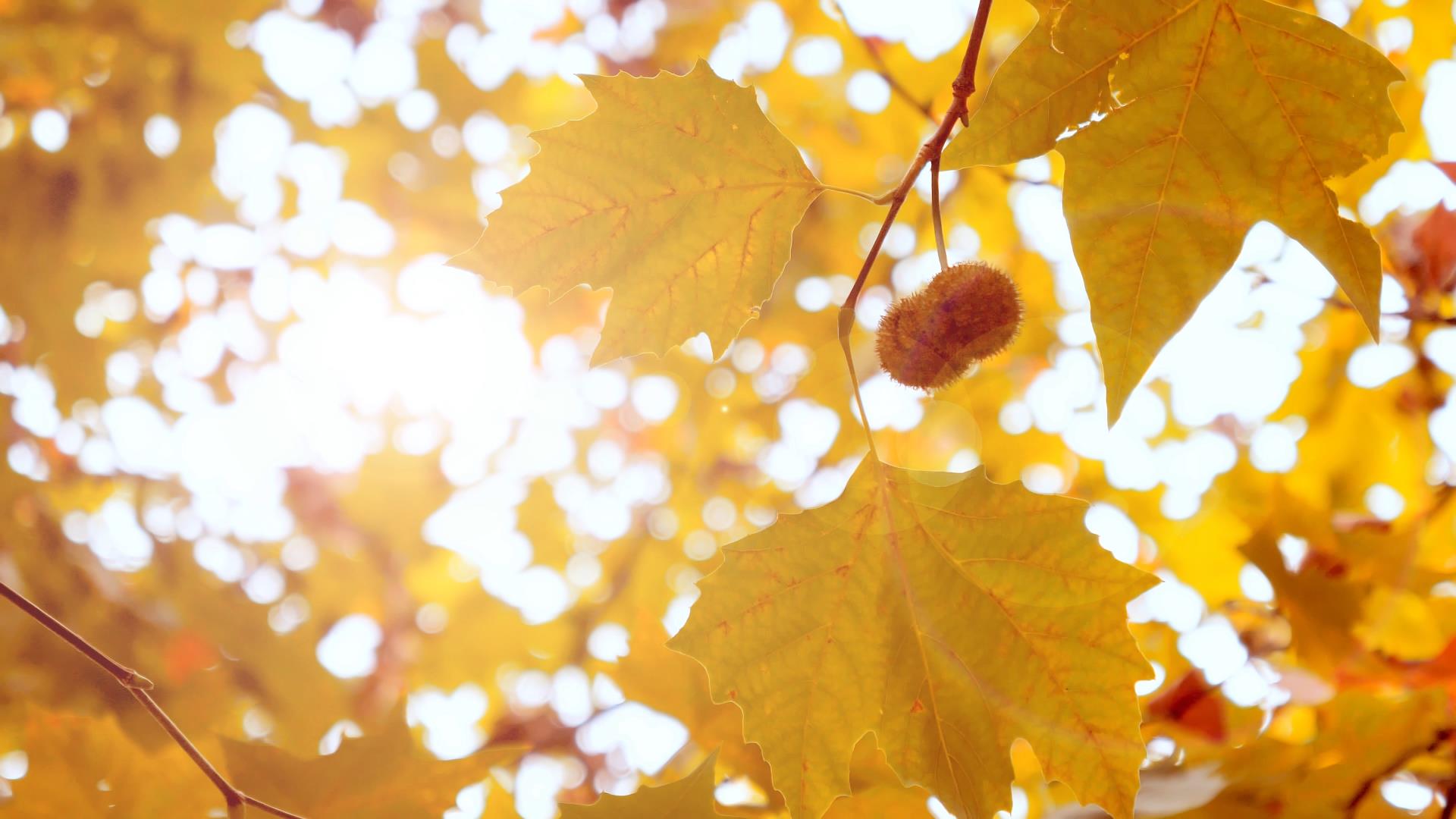 4K拍摄逆光透过秋天金色枫叶治愈空镜升格视频的预览图
