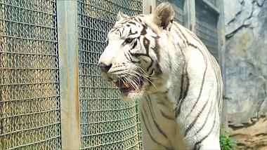 4K拍摄黔灵山动物园动物猛兽白虎升格视频的预览图