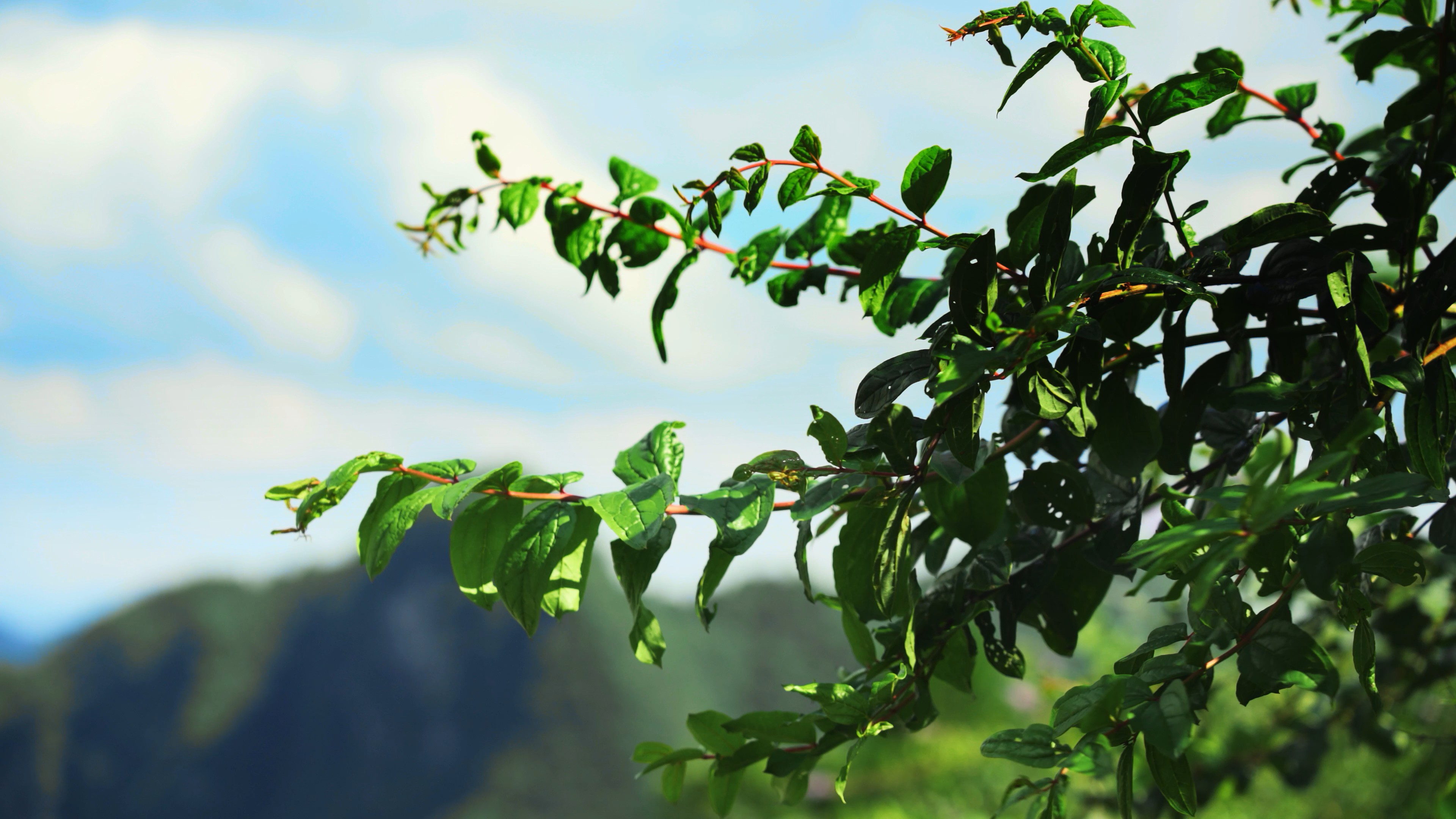 4k阳光下随风飘动的树叶植物自然风景空镜视频的预览图