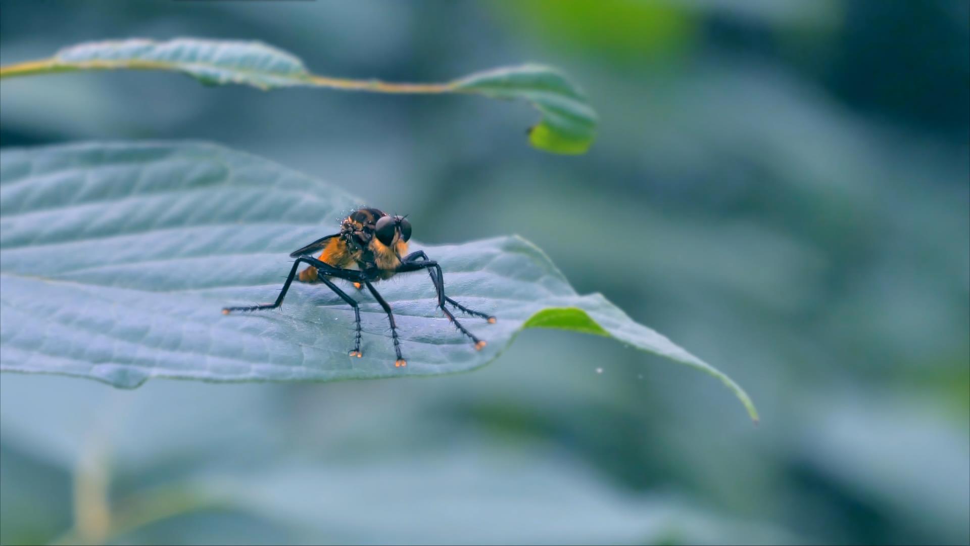 4K拍摄树叶上苍蝇蜜蜂小动物升格视频的预览图