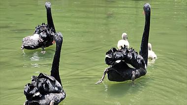 4K拍摄动物园水池中黑天鹅黑天鹅宝宝游水视频的预览图
