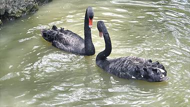 4K拍摄动物园河池中黑天鹅交配视频的预览图