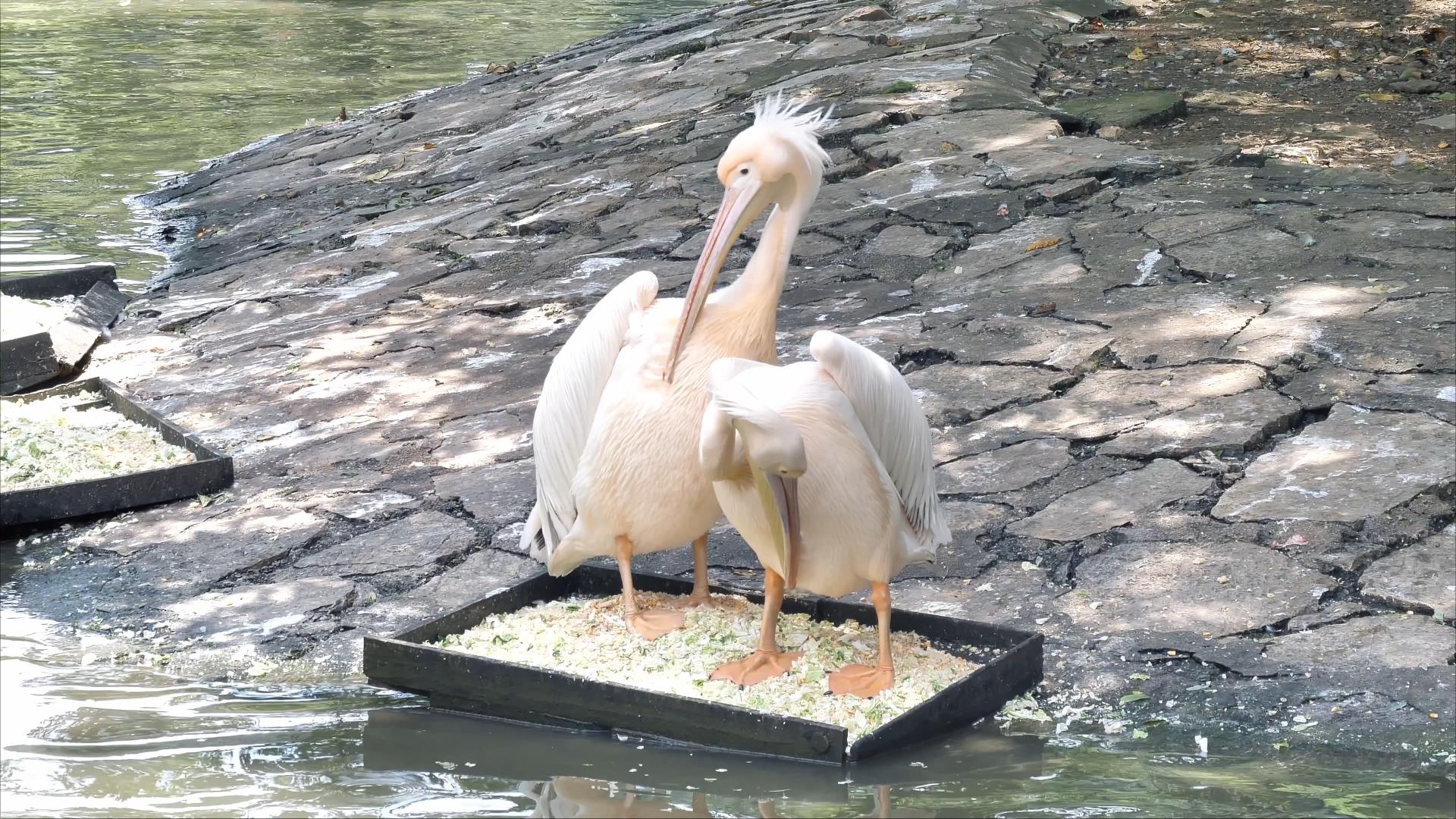 4K拍摄动物园河池中鹈鹕鸟类视频的预览图