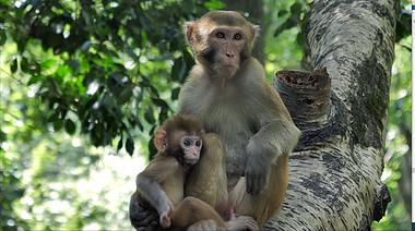 4K拍摄动物园树上猴子猴妈妈猴宝宝视频的预览图