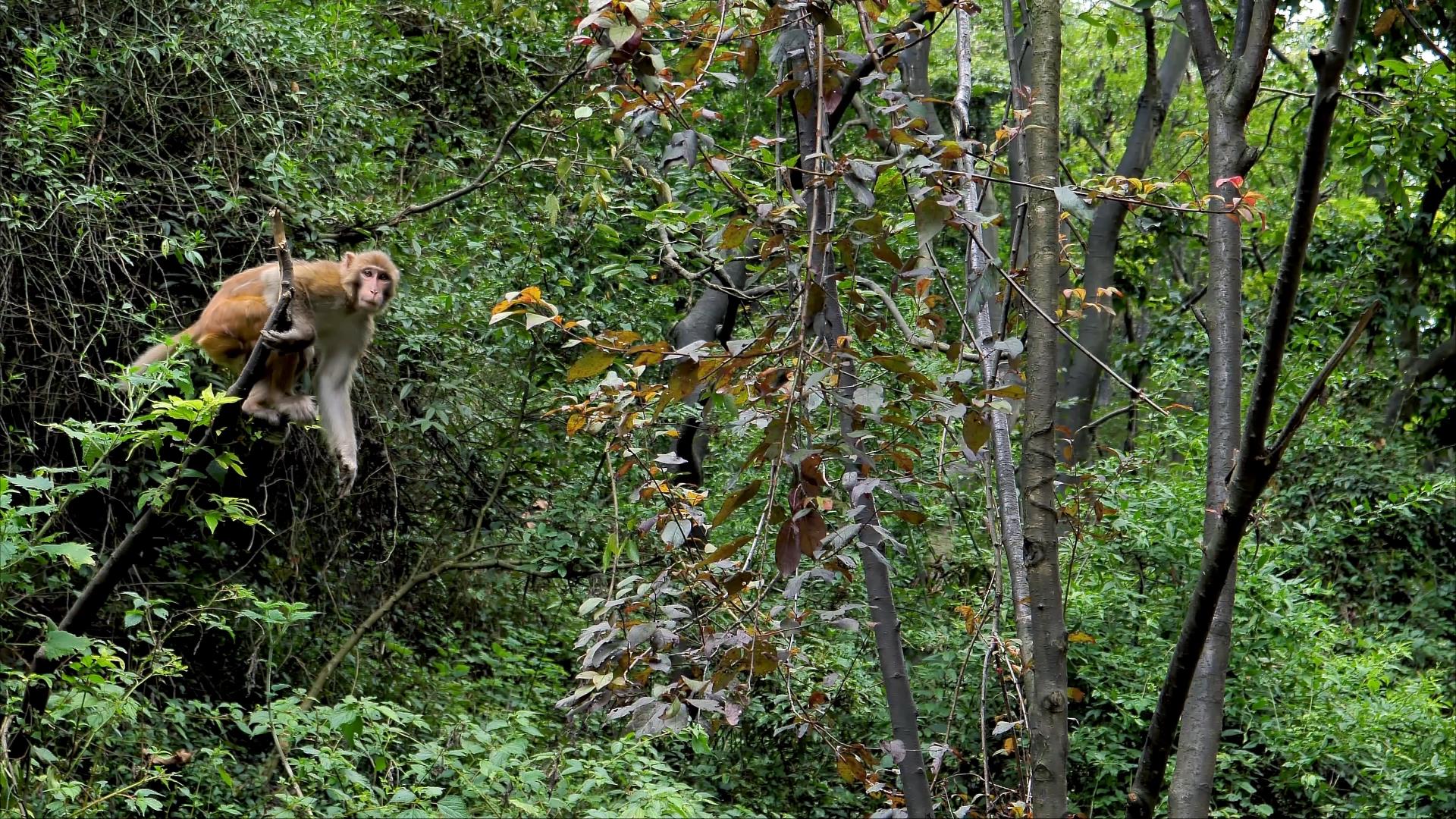 4K拍摄动物园大猴子爬树跳跃升格视频的预览图