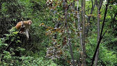 4K拍摄动物园大猴子爬树跳跃升格视频的预览图