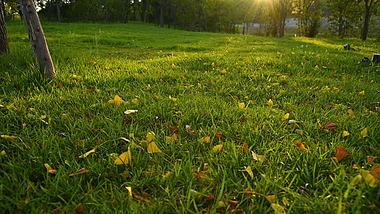 4K实拍秋天草地上的落叶枯叶逆光风光空镜视频的预览图