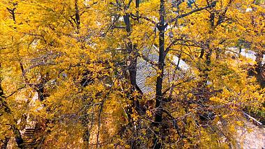 4K航拍盘州妥乐银杏树金黄银杏叶秋天风景视频的预览图