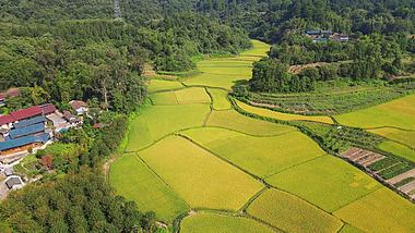4K航拍乡村田园金黄杂交水稻农业种植视频视频的预览图