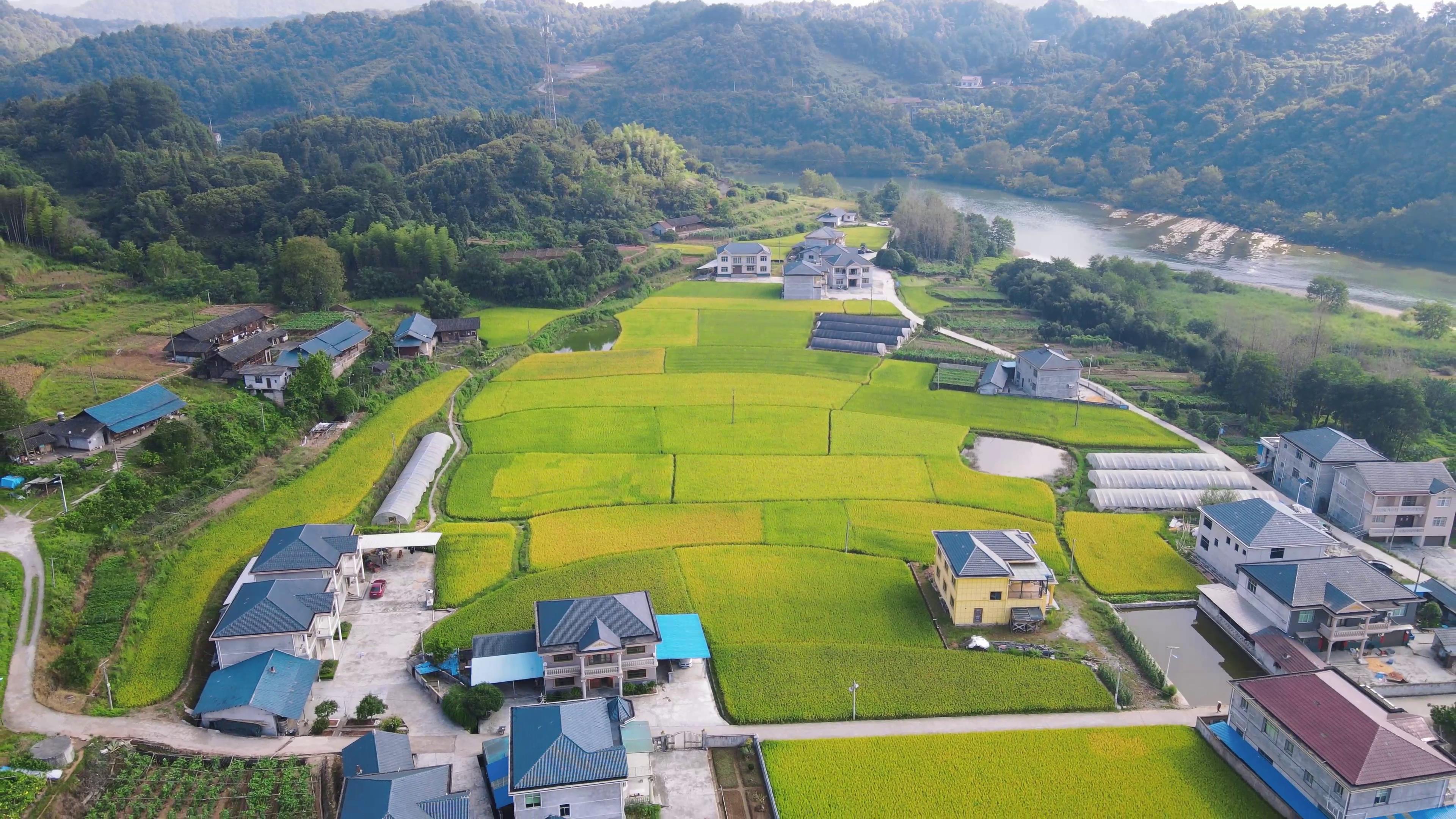 4K航拍美丽乡村金黄水稻乡村田园风光视频的预览图