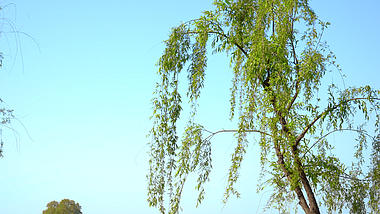 4K实拍周末杭州西湖晴朗天气景色视频的预览图