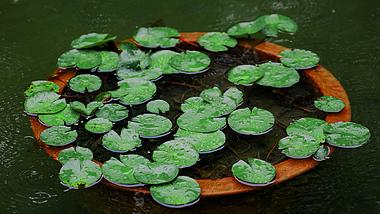 4K雨天池水中的绿色植物水面波纹空镜视频的预览图