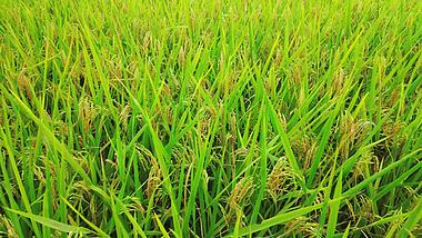 4K实拍金黄杂交水稻农业发展视频视频的预览图