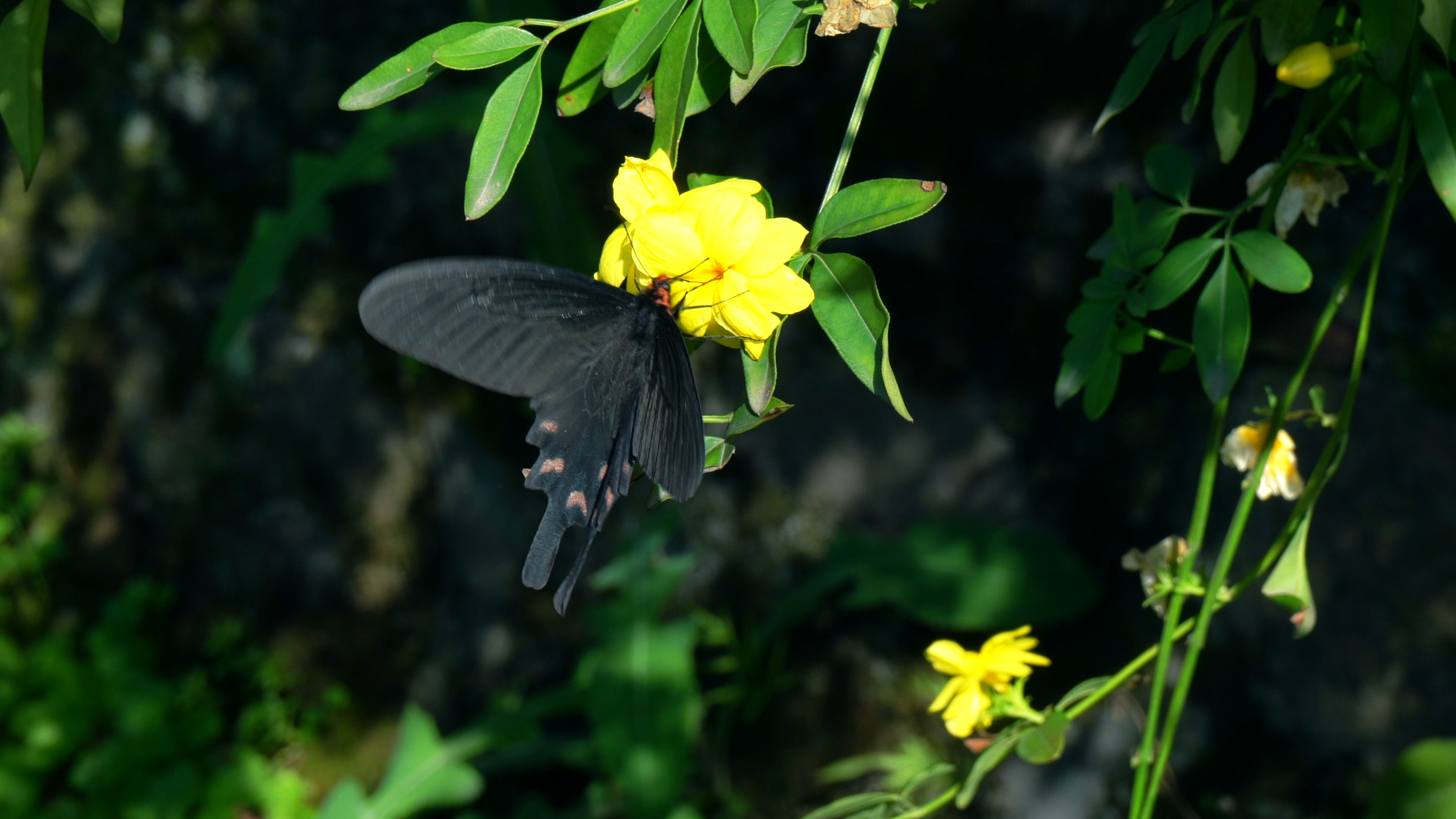 4K实拍大自然黑蝴蝶在花朵上采蜜视频的预览图