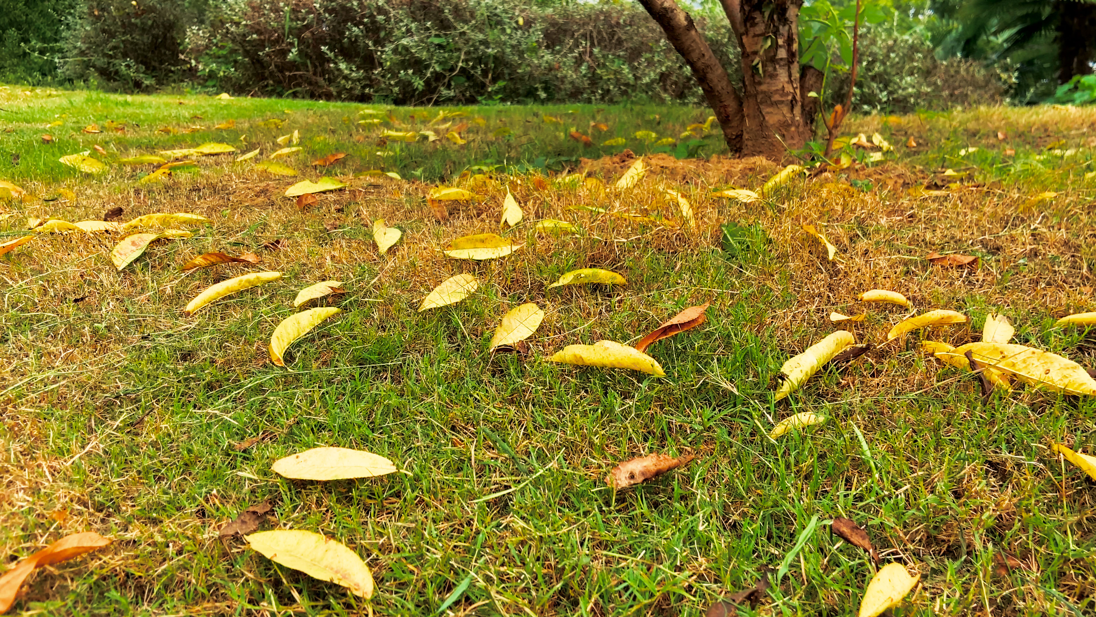 4K实拍秋天落叶树叶掉落枯叶秋景视频的预览图