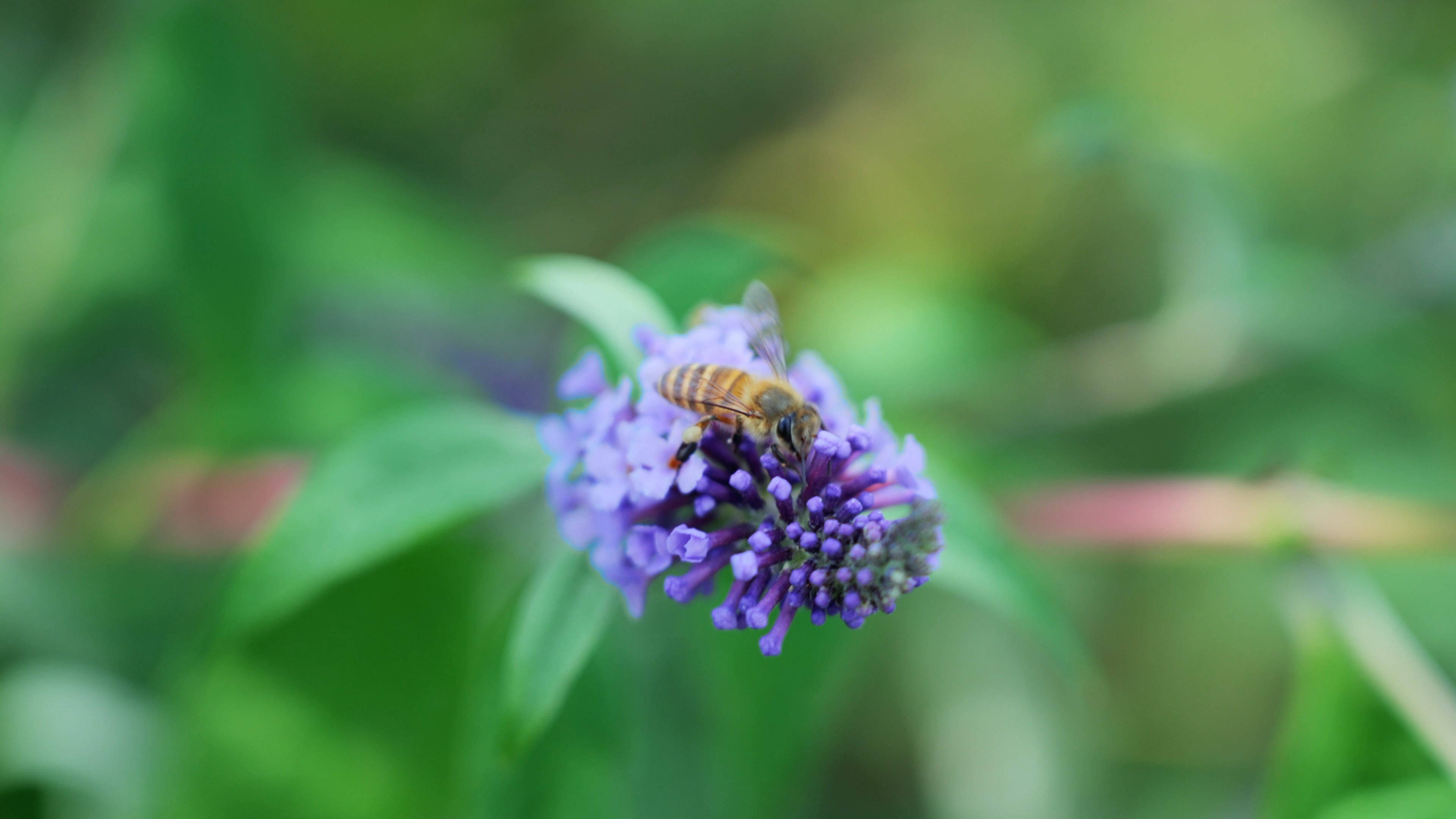 4k蜜蜂花朵上吸食花粉实拍自然昆虫空镜视频的预览图
