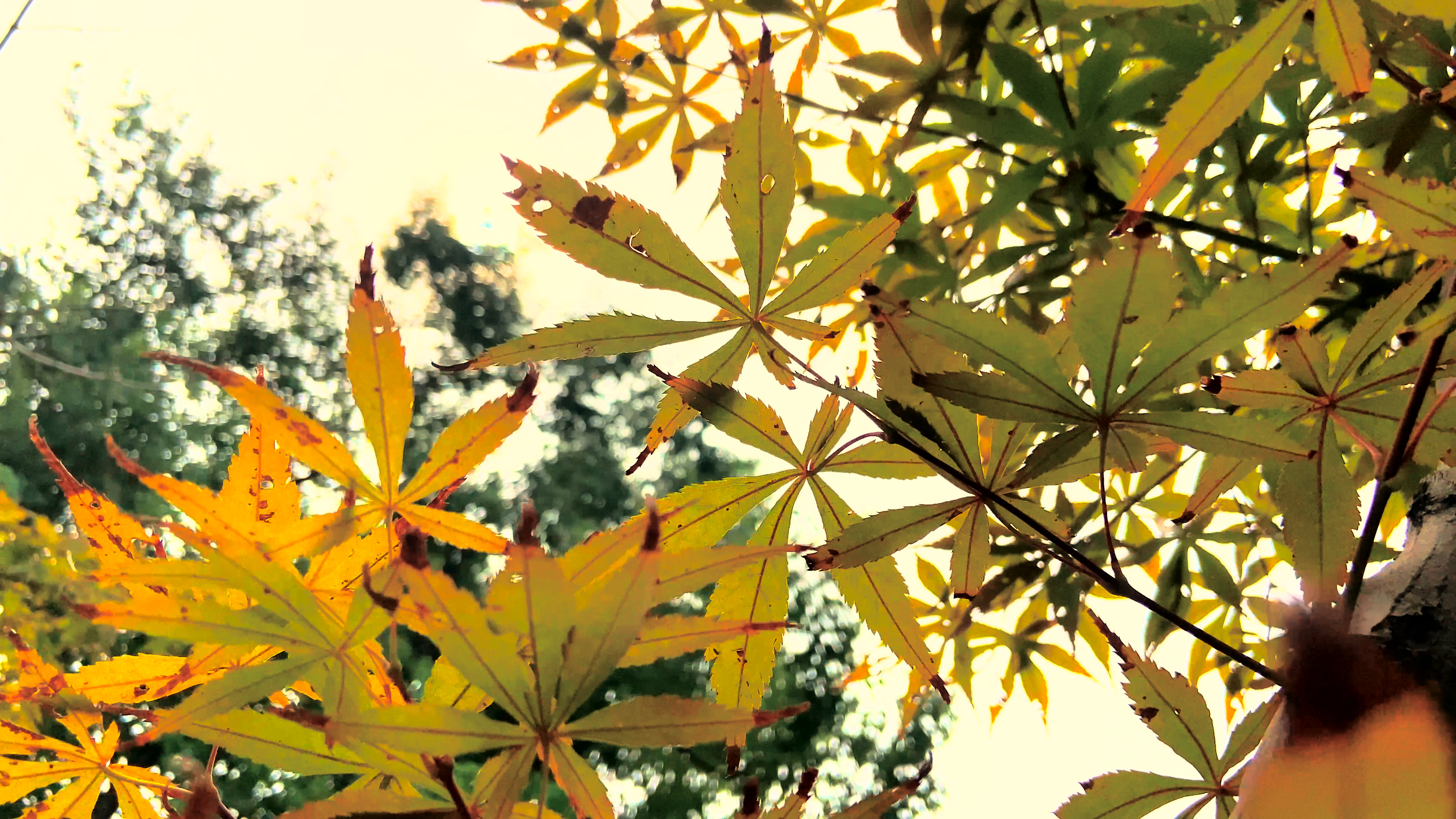 4K实拍秋天风景金色枫叶视频的预览图